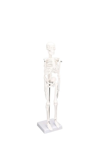 Mini human skeleton - mini, model