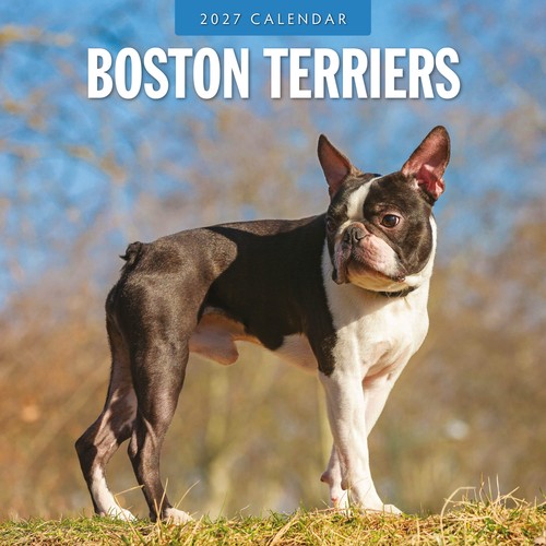 Boston terriers 2027 square - boston,