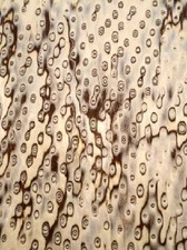 Bird's Eye Maple Veneer