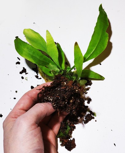 Antrophyum plantagineum - cf.,
