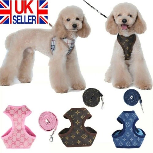 Small dog cat - small,