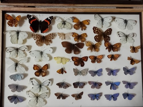Butterfly and moth - and,