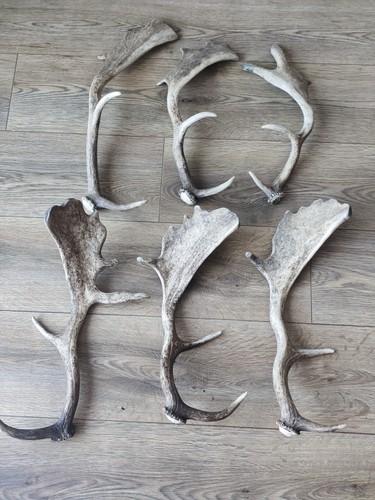 Real fallow deer antlers - real,