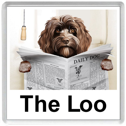 Cockapoo reading newspaper - cockapoo,