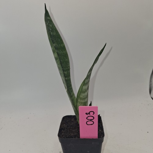 Snake plant sansevieria - snake, |