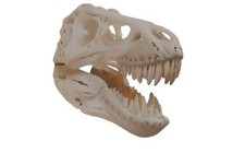 Tyrannosaurus Rex Skull Fossil