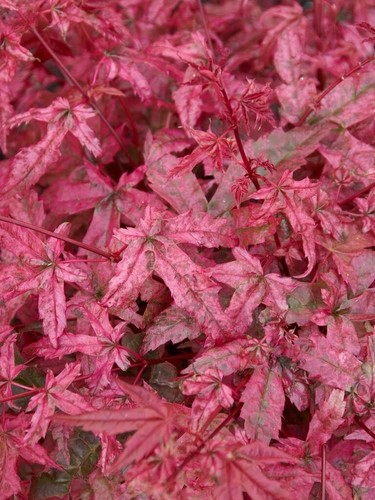 Acer palmatum beni maiko - acer, ‘beni-maiko’