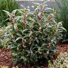 Sarcococca Hardy Shrub Garden Plant 'Winter Gem' 1 or 2 x 2L or 3L Pot T&M