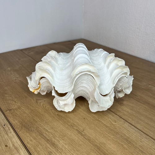 Large vintage tridacna - tridacna, giant