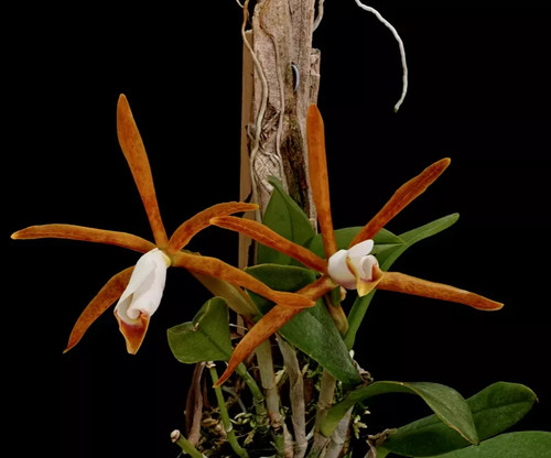 Cattleya araguaiensis species