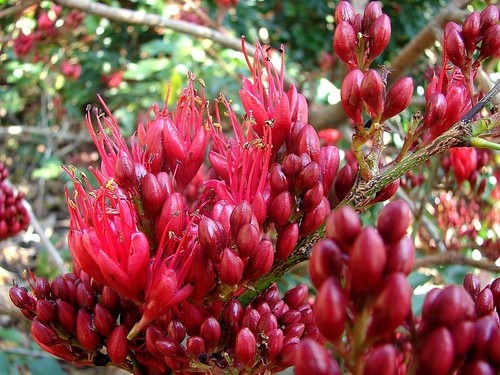 Tree fuchsia seeds schotia - fuchsia,