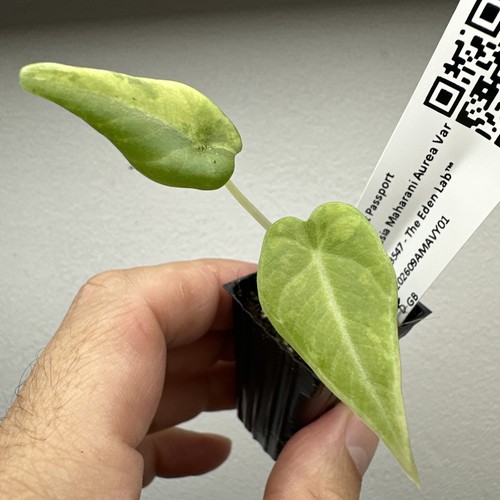Alocasia maharani aurea - alocasia,