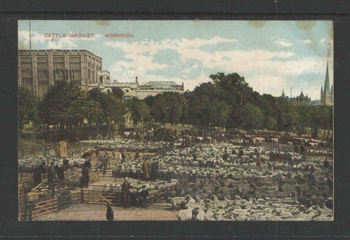 1910 cattle market norwich - cattle,