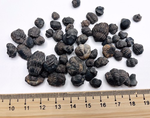 Trilobite enrolled mini fossil - enrolled,