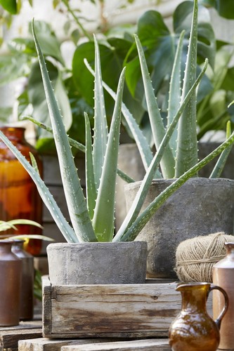 Fresh live aloe vera soothing - vera,
