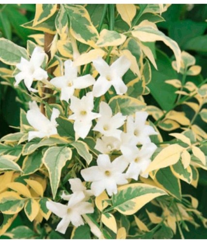Solanum aureovariegatum - ,