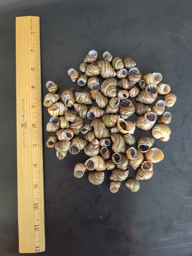 Juvenile apple snail - apple,