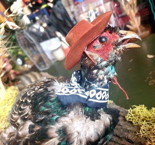 Taxidermied cowboy - taxidermied, 🤠