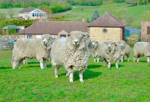 Lincoln longwool part - longwool, felted