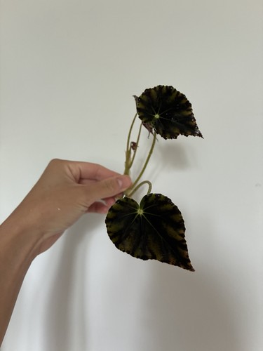 Begonia mazae nigricans - mazae,