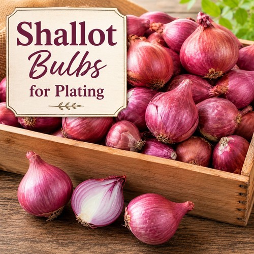 Premium shallot bulbs for - premium,