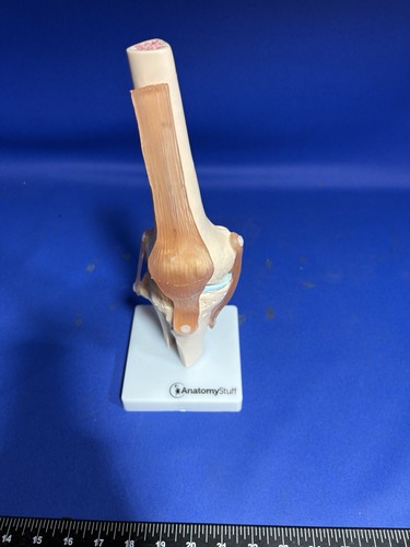 Human knee joint model - human,