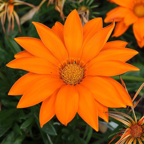 Gazania clear orange bold - -,