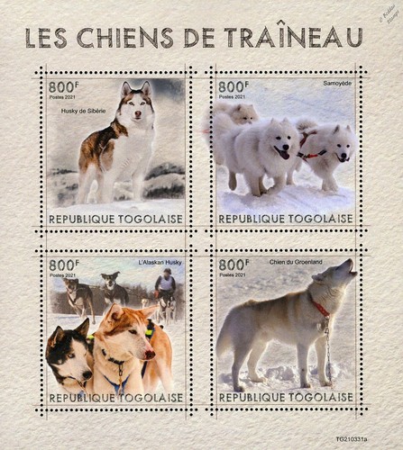 Sled dogs siberian husky - dogs,