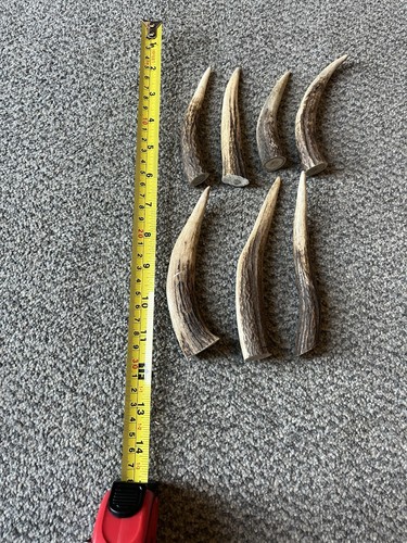 Deer elk antler - antler, treat