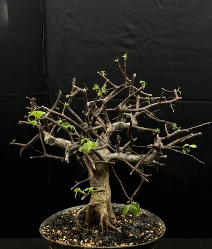 Rare live house plant - house, bursera
