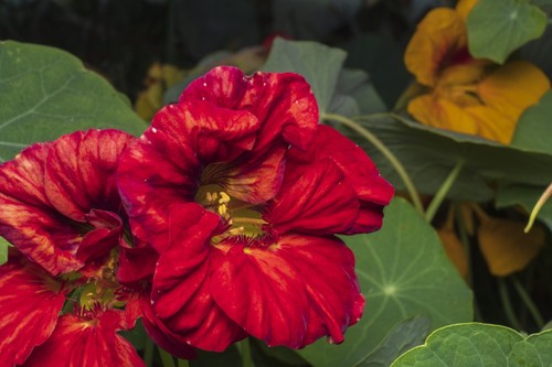 Nasturtium tom thumb black - thumb,