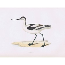 BIRDS Avocet - Hand Coloured