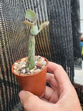 Candle Plant - Baculellum articulatus ( Kleinia articulata - Senecio articulatus