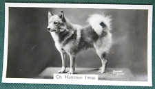 FINNISH SPITZ   Show Champion