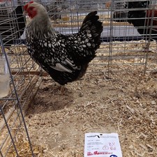 6+  Silver laced Wyandotte APA