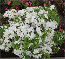 Dwarf Japanese Azalea Japonica 'Panda' | Evergreen Shrub | Pot Plant