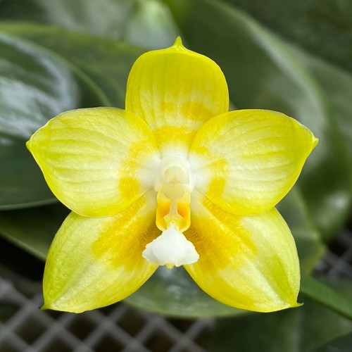 Phalaenopsis joy spring canary - spring,