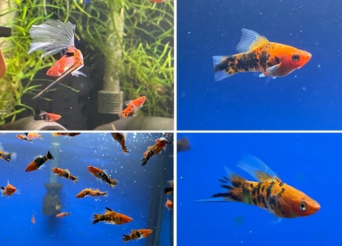 High fin sanke swordtail - fin, rare
