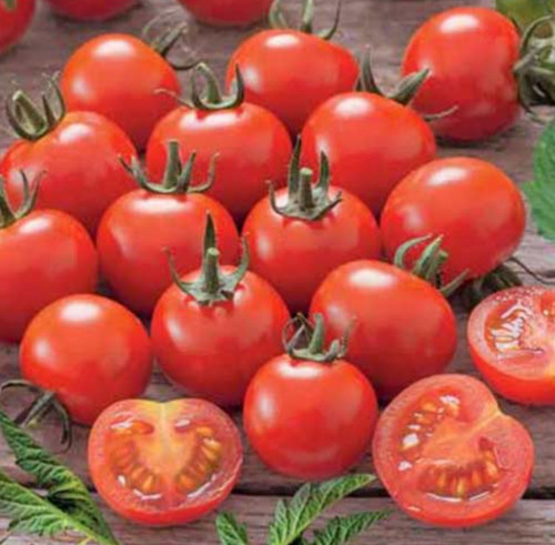 Tomato moneymaker salad red - moneymaker,