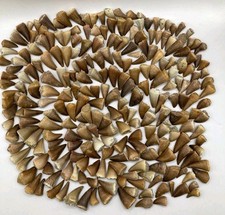 100 PCS Mosasaur Teeth Fossils Authentic Cretaceous Marine Reptile Morocco