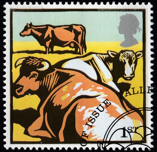 Dairy shorthorn cattle - shorthorn,