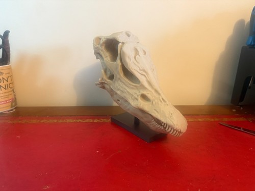 Diplodocus skull replica dippy - replica,
