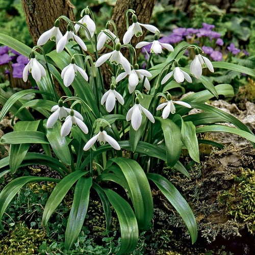 50x snowdrop galanthus - 50x,