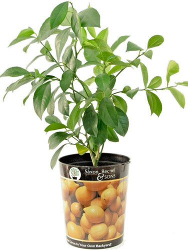 Garden state bulb meyer lemon - state,