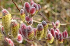 Salix gracilistyla Mount Aso -