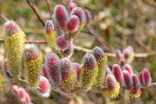 Salix gracilistyla mount aso - salix,