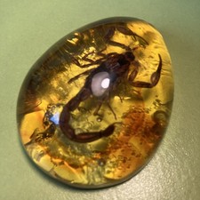 Beautiful Amber Scorpion Fossil Insects Manual Polishing Natural rough amber UK1