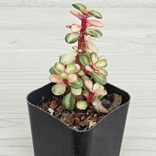 Succulent plant portulacaria - plant,