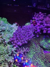 Australia Tri colour Acropora Acro Frag Sps Los Soft Coral