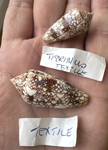 Large conus textile cowrie - 2,